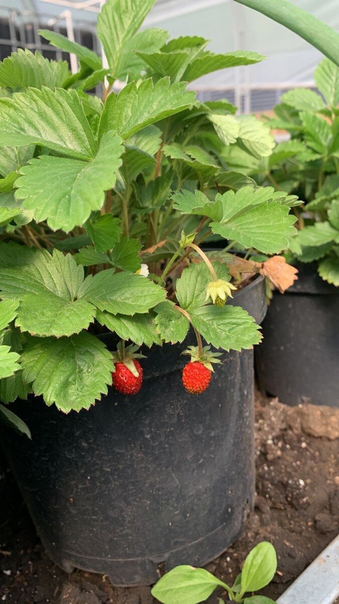 Земляника начала плодоносить уже в кашпо! 