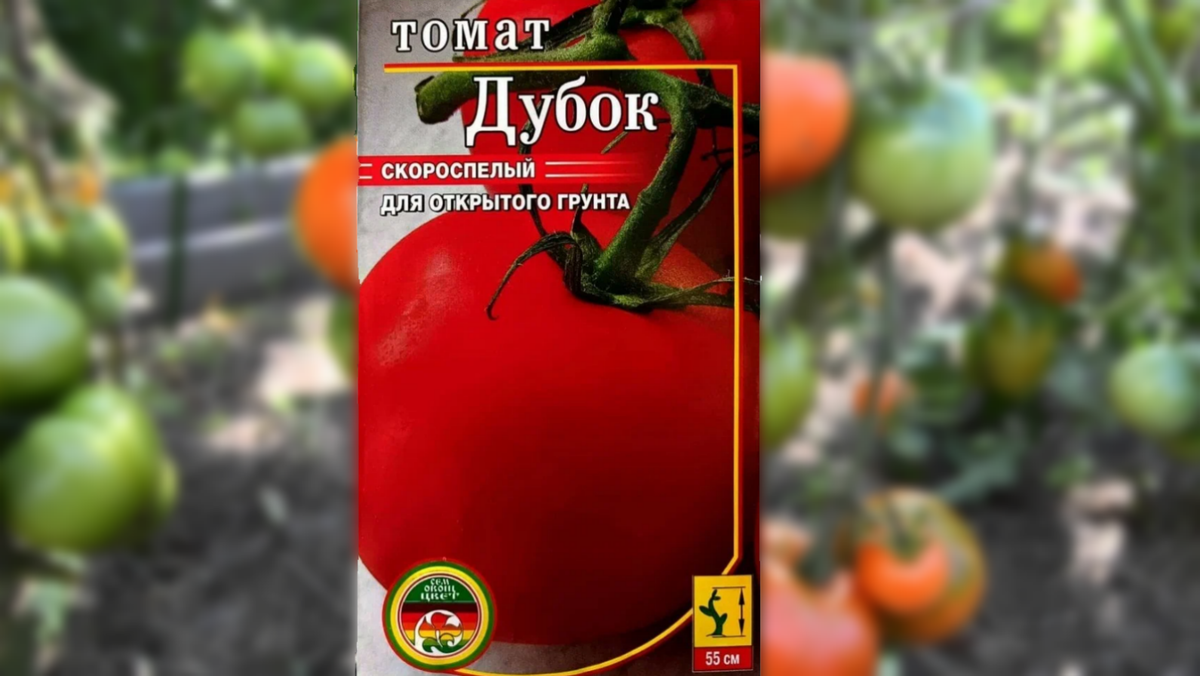 Сорт "Дубок". Ярко-красные помидоры весом 50-130 г. 
