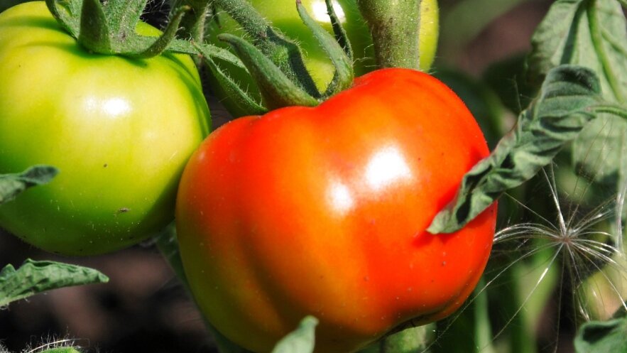 Поговорим про лучшие сорта томатов по мнению дачников
