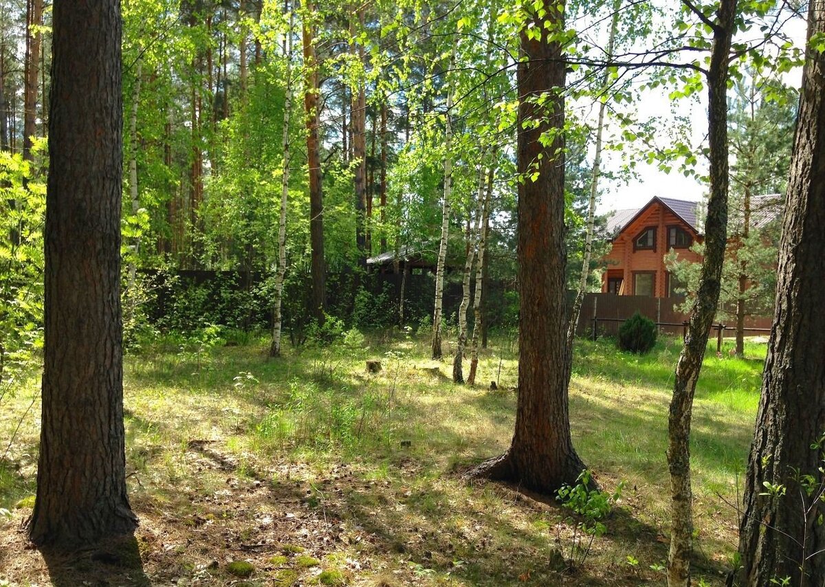 земли лесного фонда и земли иных категорий. лесной ул. аренда земельного лесного участка. коттеджный поселок у леса. участок в лесу.