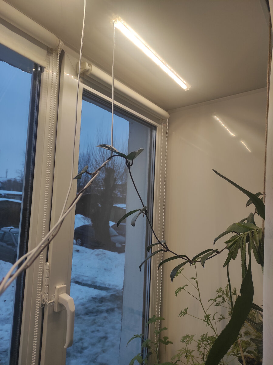 Это досветка южного окна с пеларгониями. Сегодня включила уже в 10 утра и на 12 часов, тк темно даже днём. 