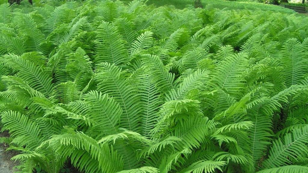 Искусственно выведенные сорта страусника - Jumbo, The King, Erosa