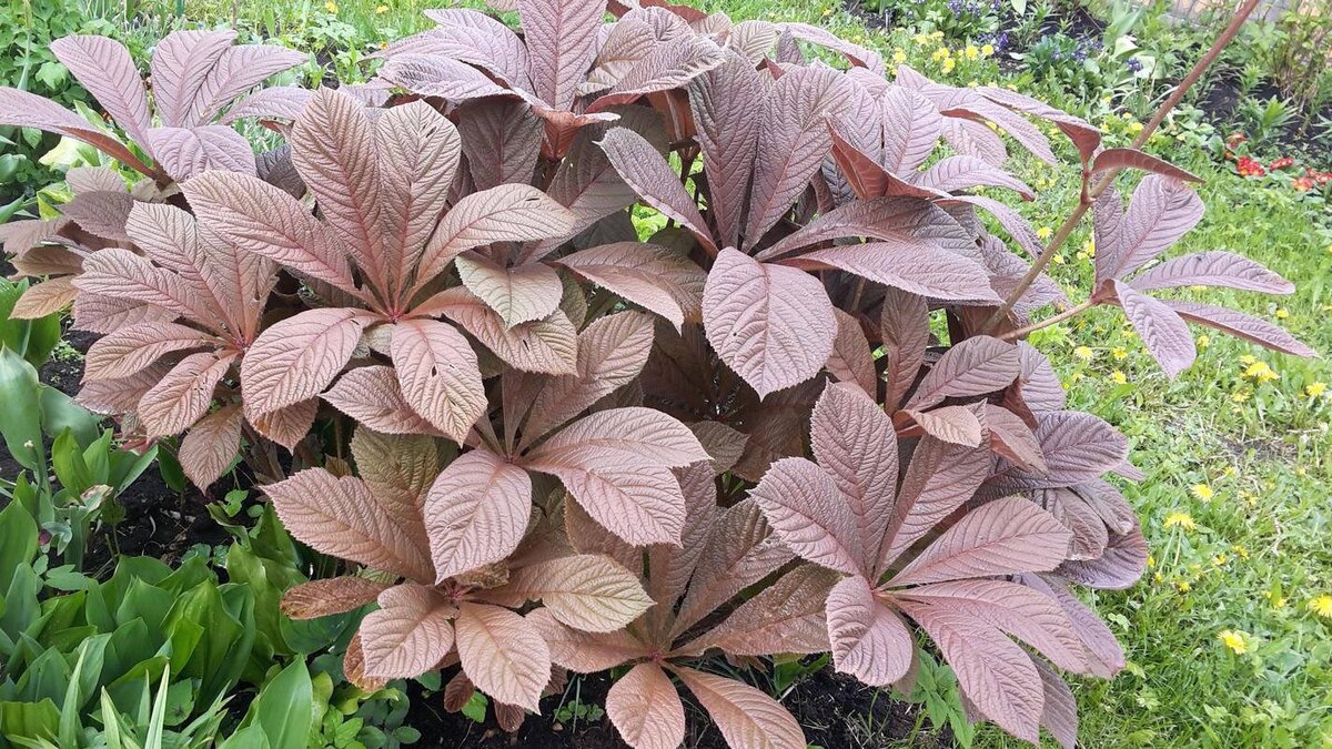 Роджерсия не люит сильные ветра, сухой воздух и застой воды у корней