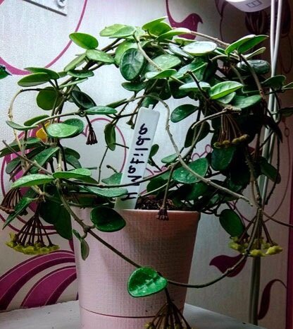 Фото интернет 