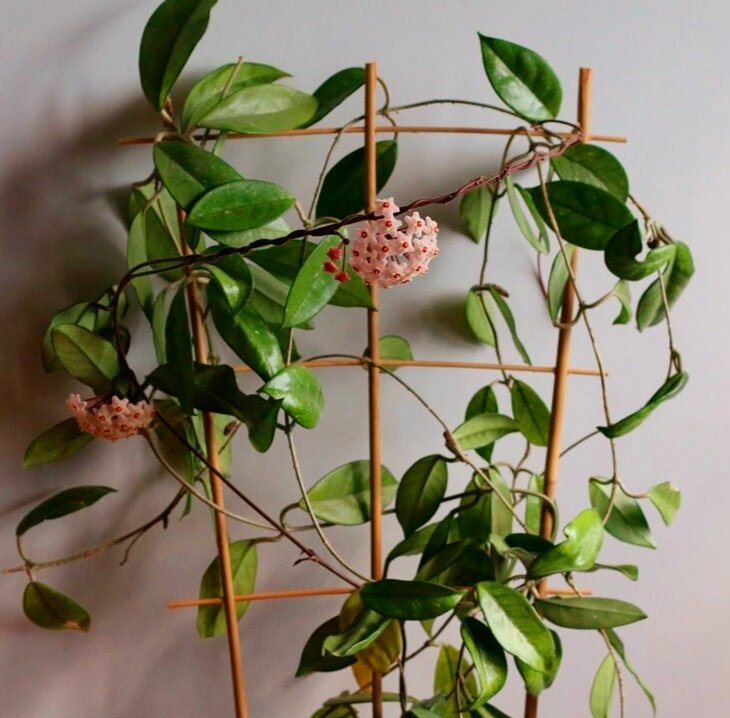 Фото интернет 