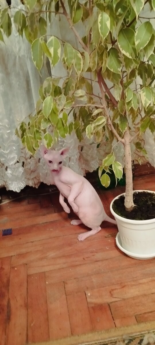 Это пока не ёлка... 