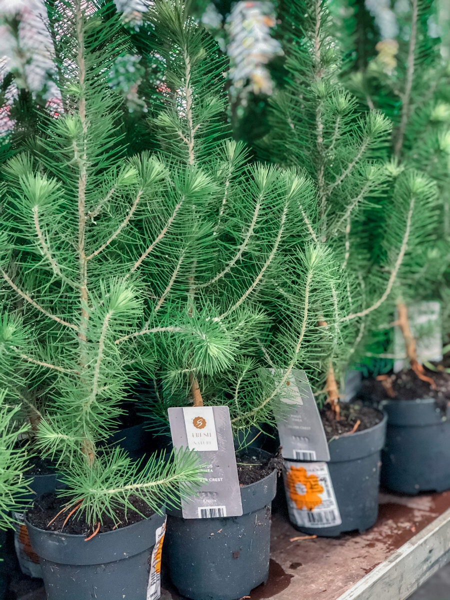 Сосна Сильверкрест. Описание и фото. | Feel Green | Дзен