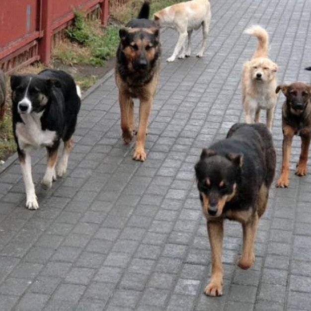 Депутаты подготовили предложения в областной закон по обращению с бездомными животными. Такое решение было принято на 58-м очередном заседании думы Иркутска, которое состоялось 21 декабря.