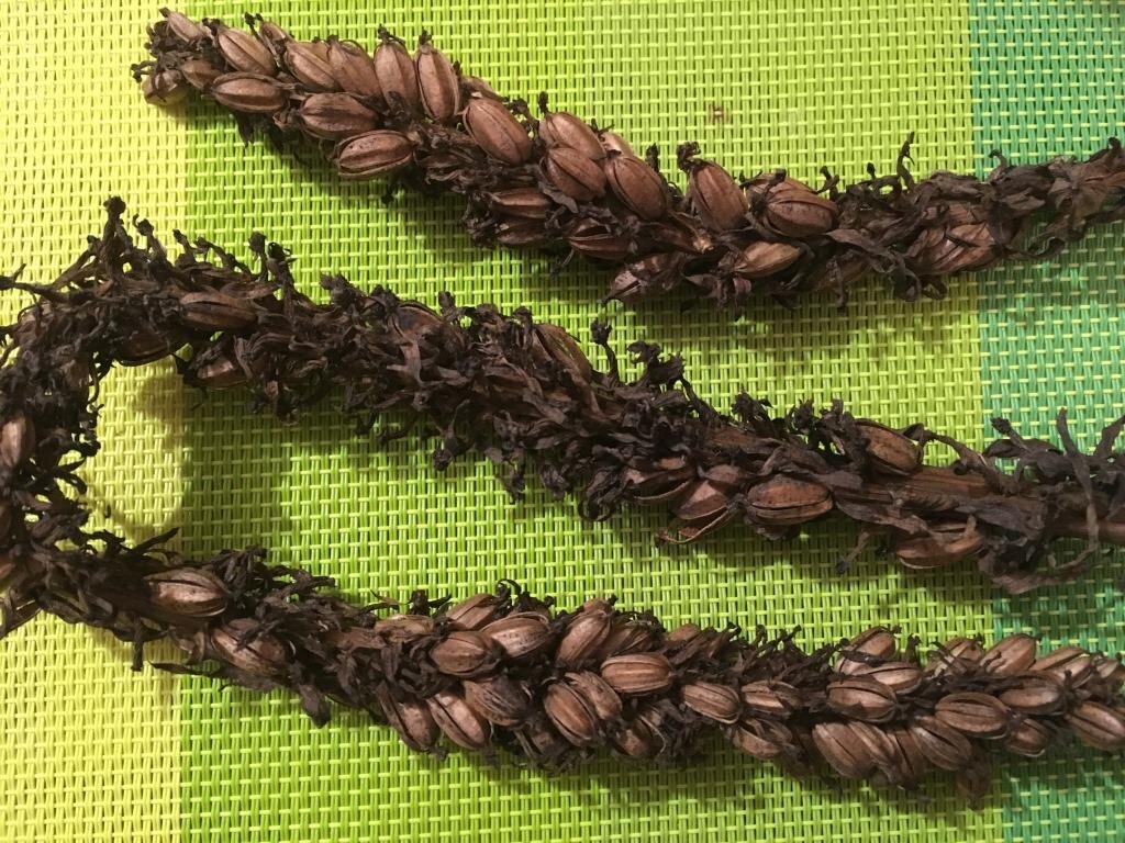 Так выглядят созревшие отцветшие цветы ятрышника.