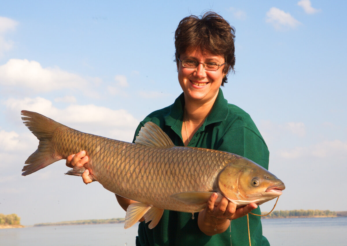 Белый амур в районе Волгограда прижился и отлично ловится на червя.