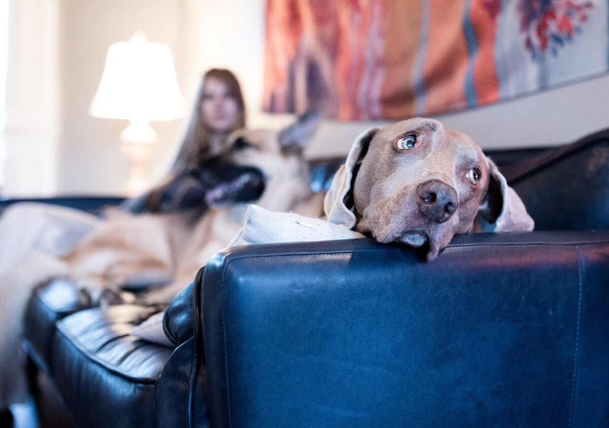 К симптомам аллергии у собак относятся вялость, апатия и потеря аппетита.