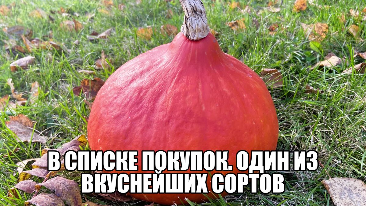 Тыква эффектная
