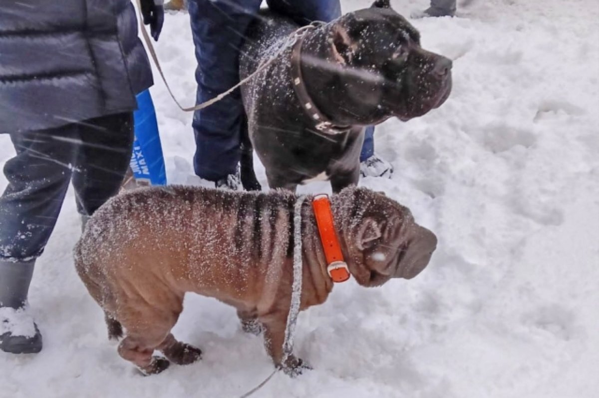    Хозяин избавился от дорогих собак, привязав их к дереву в Удельном парке