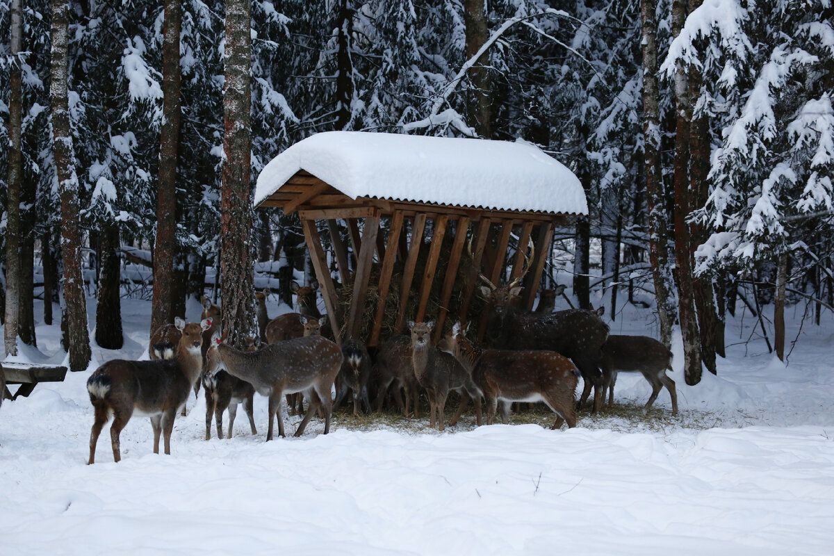 Подкормочная площадка национального парка "Лосиный остров"