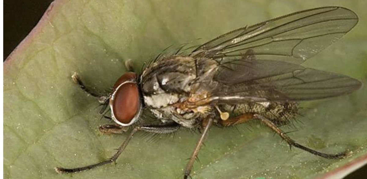 Луковая Муха Имаго. Паразитическая Муха Trypocalliphora braueri. Луковая Муха насекомые-вредители. Луковая мошка.