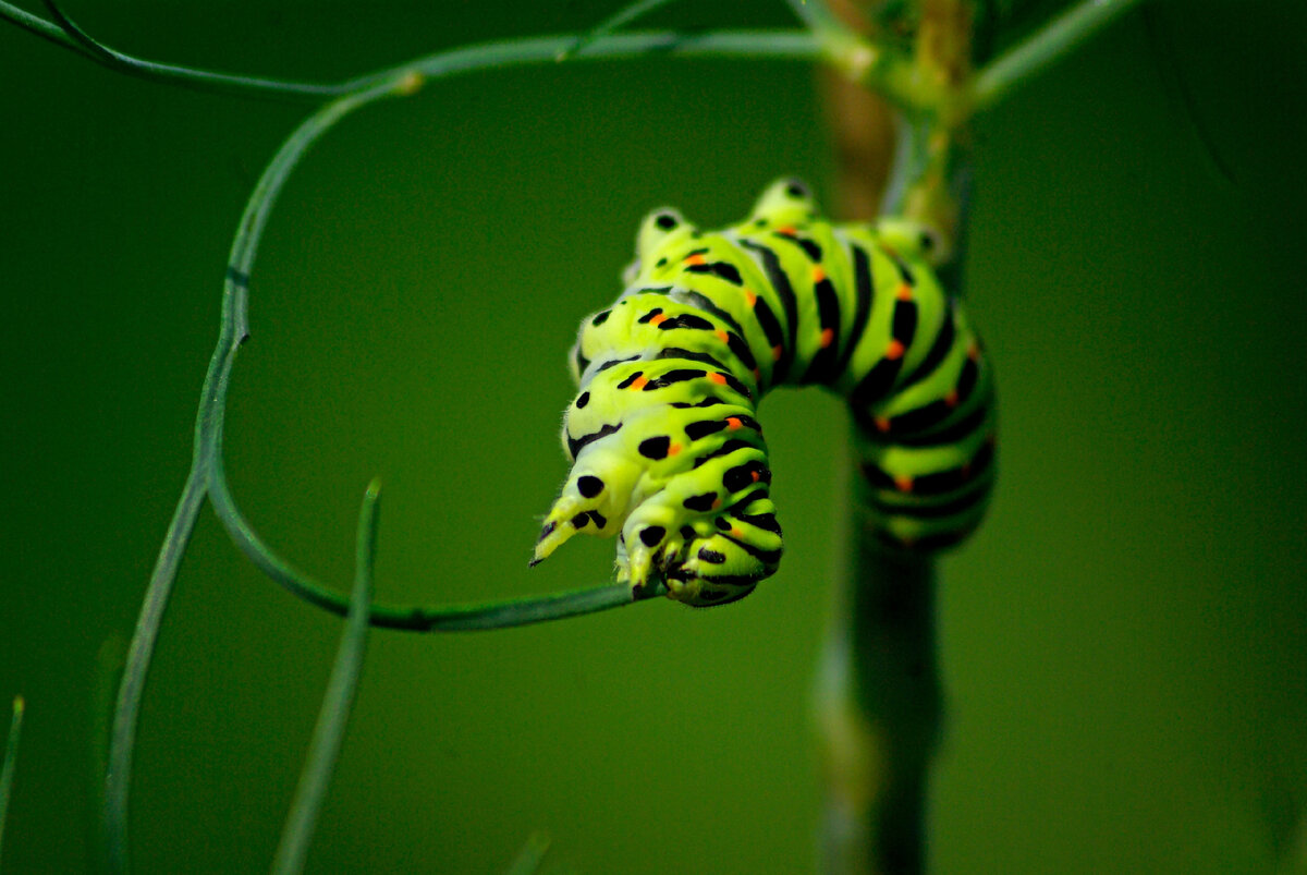 г.Обнинск. Нечипоренко Полина 14 лет. "Акробатка".