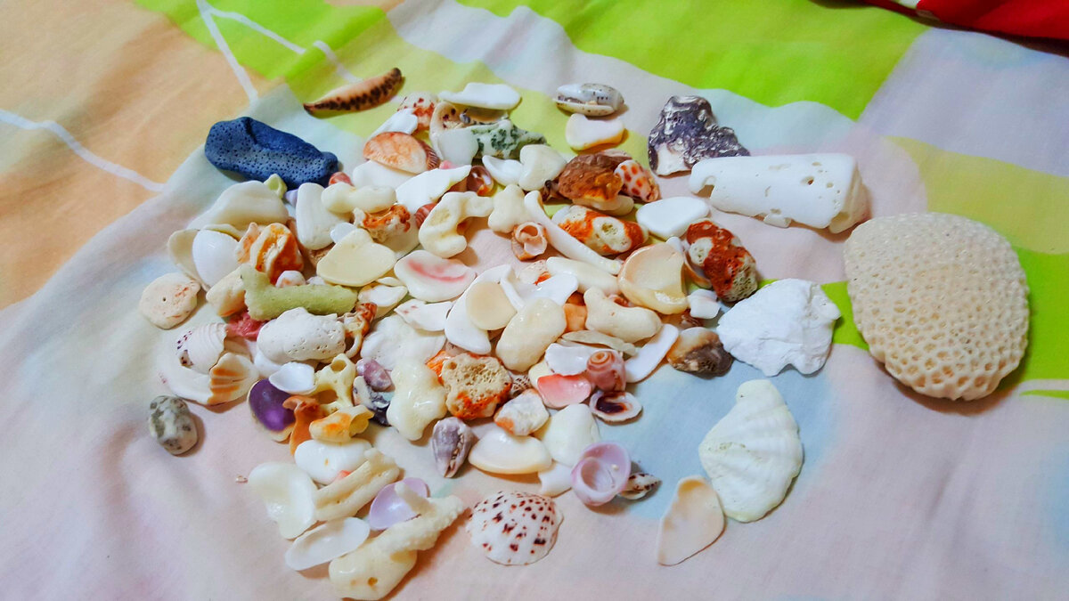 ракушки с Филиппин