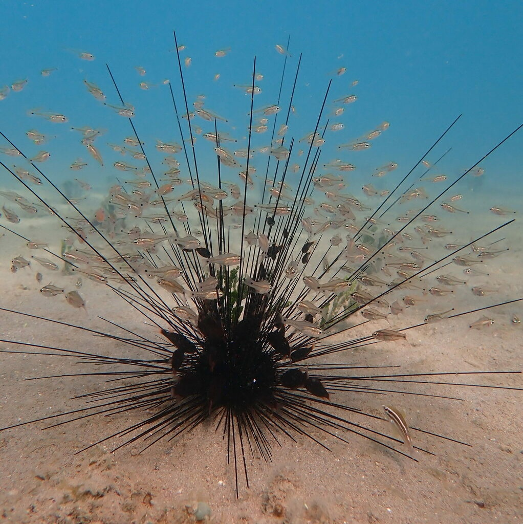 — Эй! Эй, это моя защита, а не ваша! Ну-ка кыш! 