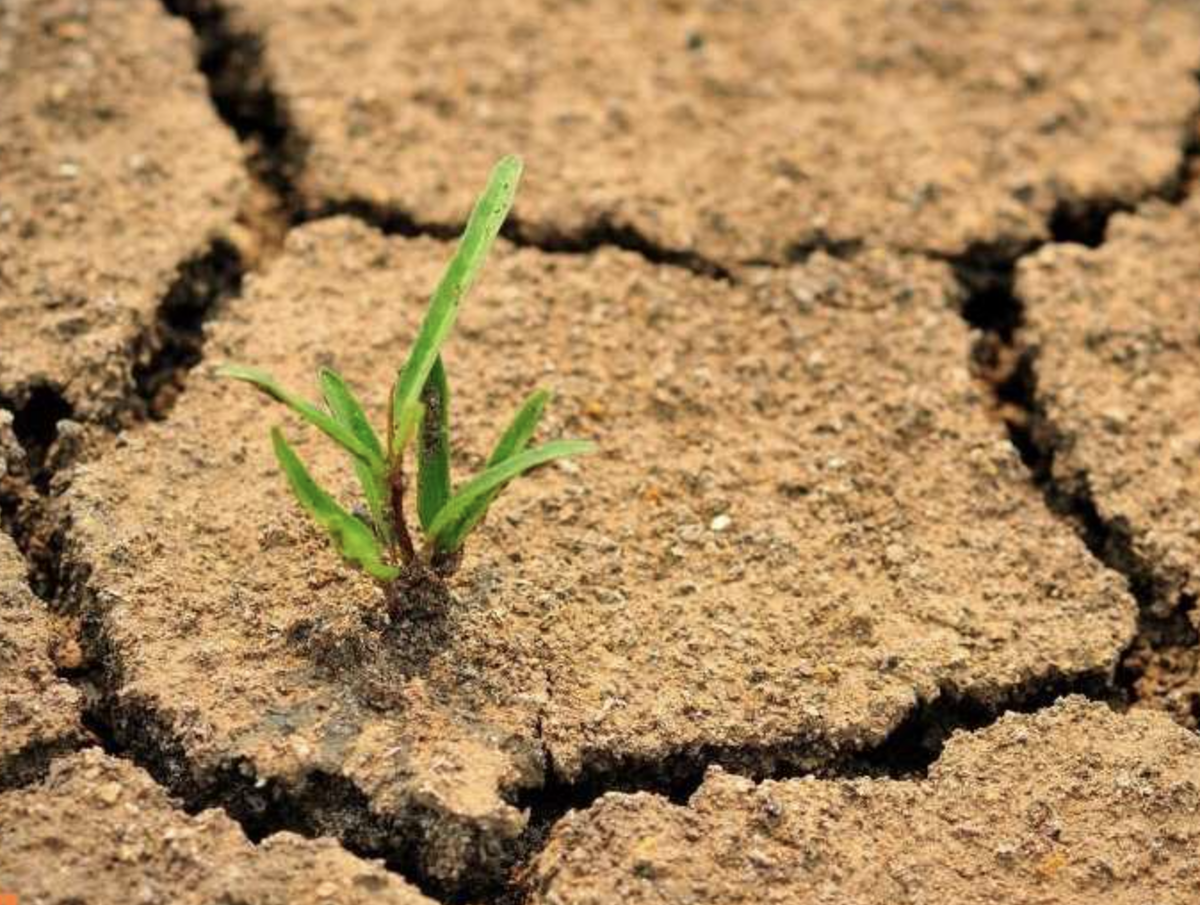 Борьба с загрязнением почвы. Опустынивание и деградация почвы. Неплодородная почва. Деградация почв. Снижение плодородия почв.