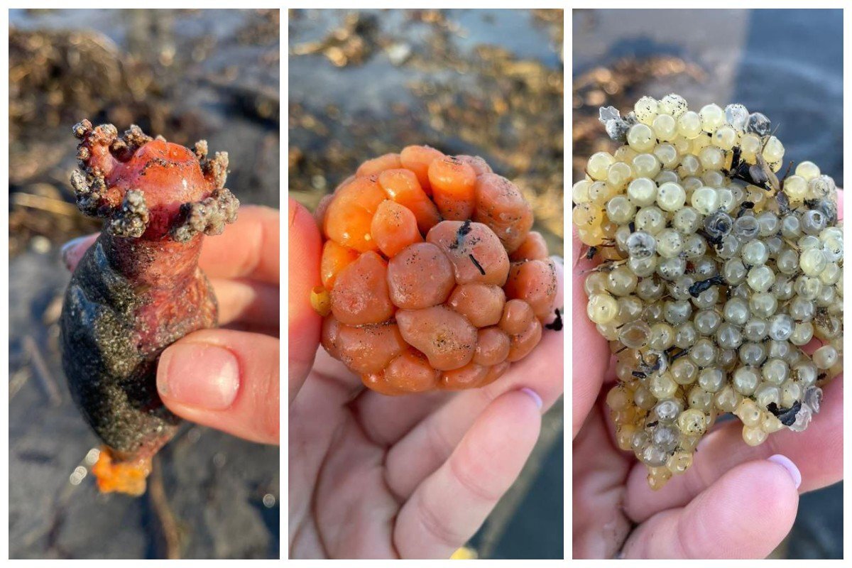    На Камчатке ученые опубликовали фотографии пришельцев из Тихого океана