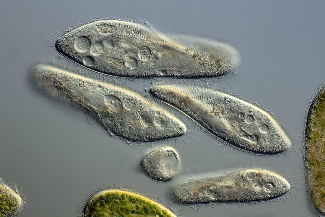 Одноклеточная на дзен. Инфузория туфелька Paramecium caudatum. Инфузории Paramecium. Инфузория-туфелька протисты. Инфузория туфелька в микроскопе.