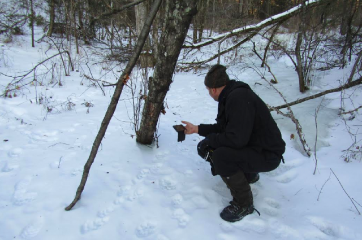    Тигр или леопард оставил следы у частных домов вблизи Владивостока?