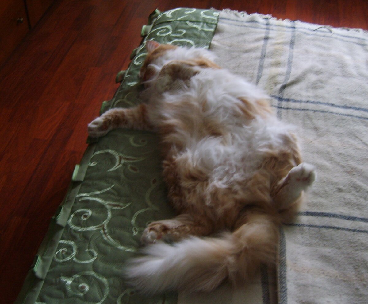 Кот Ёжик. Ушел по радуге. Фото из личного архива