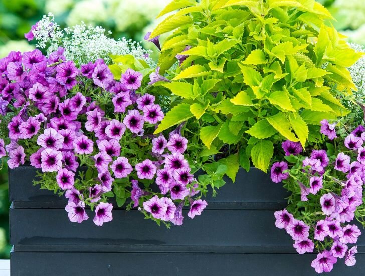 Фриллитуния