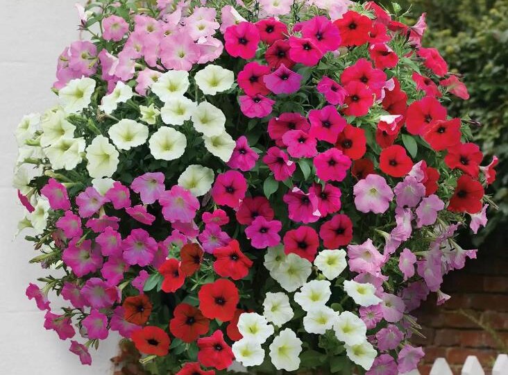 Виды петуний: фото, описание и уход