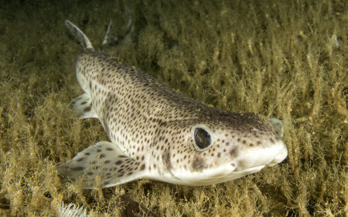 Чего умиляешься? Я, вообще-то, опасный хищник! 