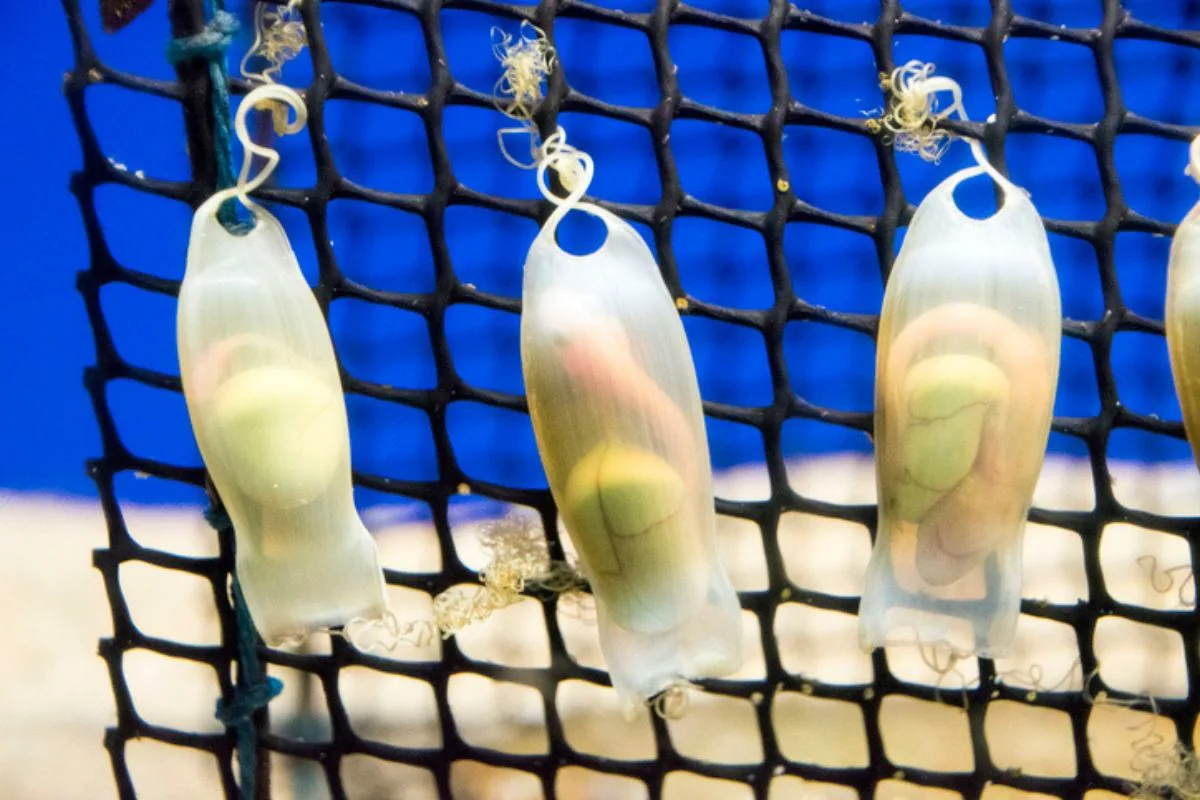 Наших детей находят в капусте. А детей акул — в очень странных пакетах...