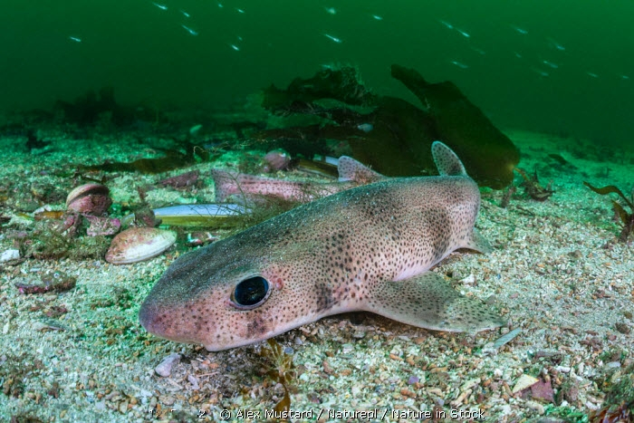 Кошачья акула: Милая хищница ведёт себя в точности как котик. Только под водой