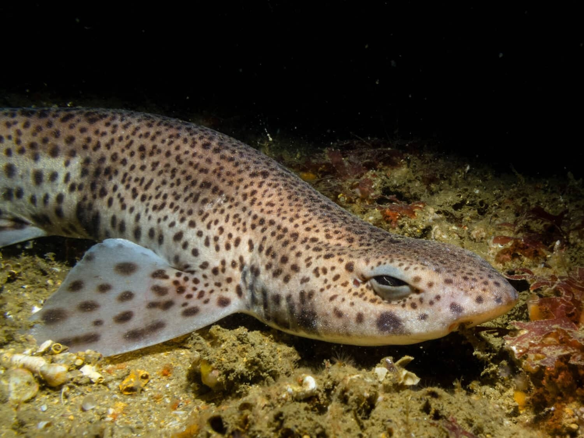 Наглядная демонстрация выражения: «поднять подняли, а разбудить забыли».