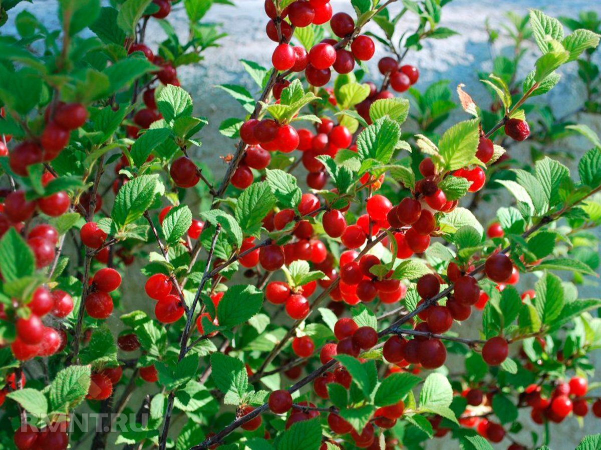   Фото экоферма22.рф