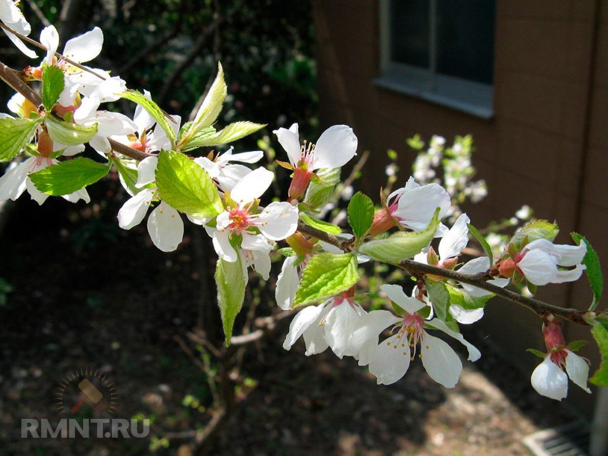   Фото violet-bryansk.ru