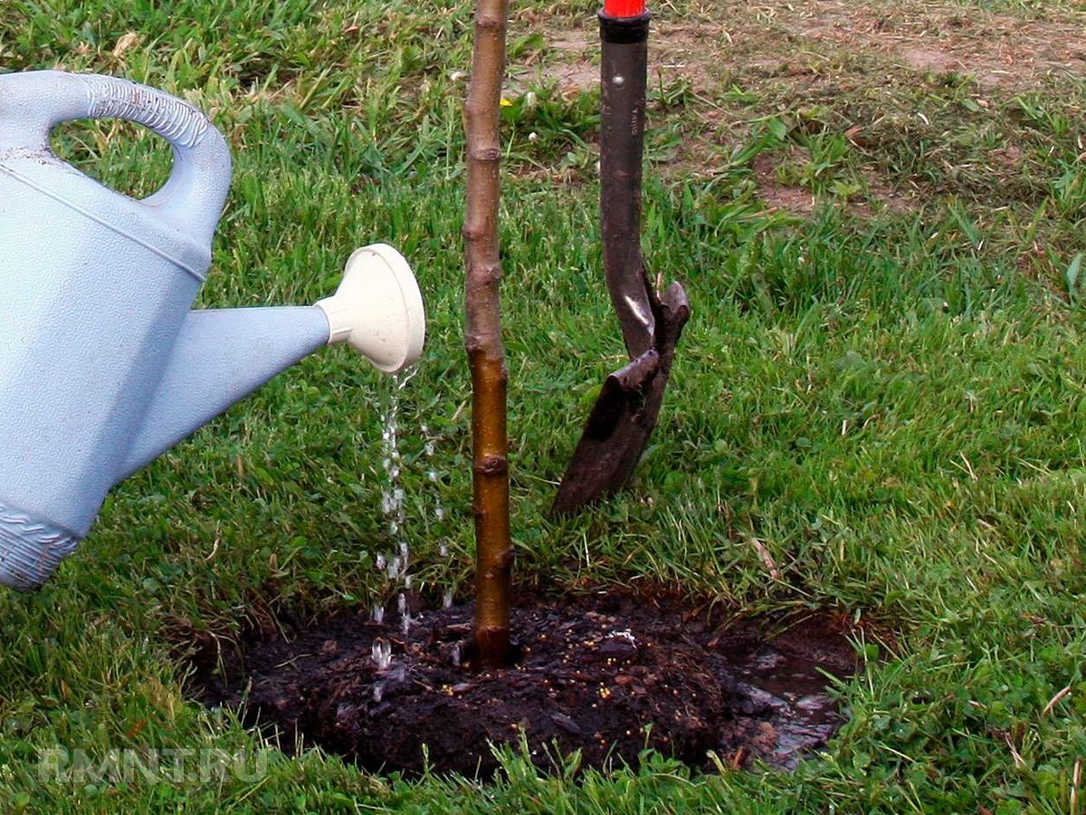   Фото agronomov.ru