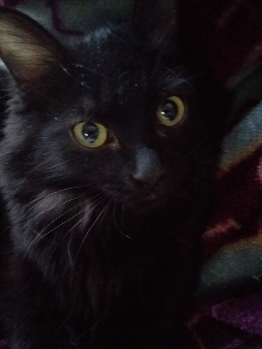 Фото автора. Наша такая любимая бандитка)