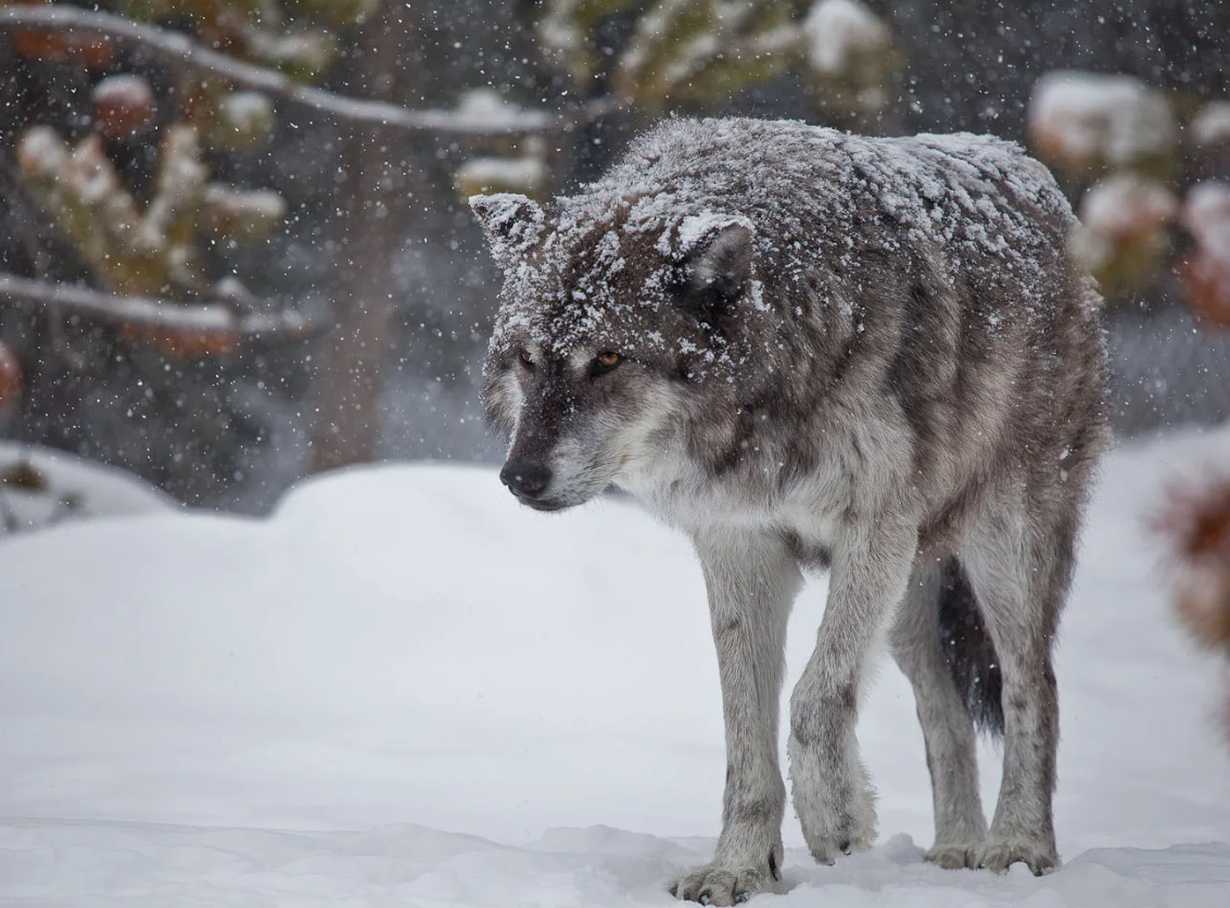 Яндекс картинки