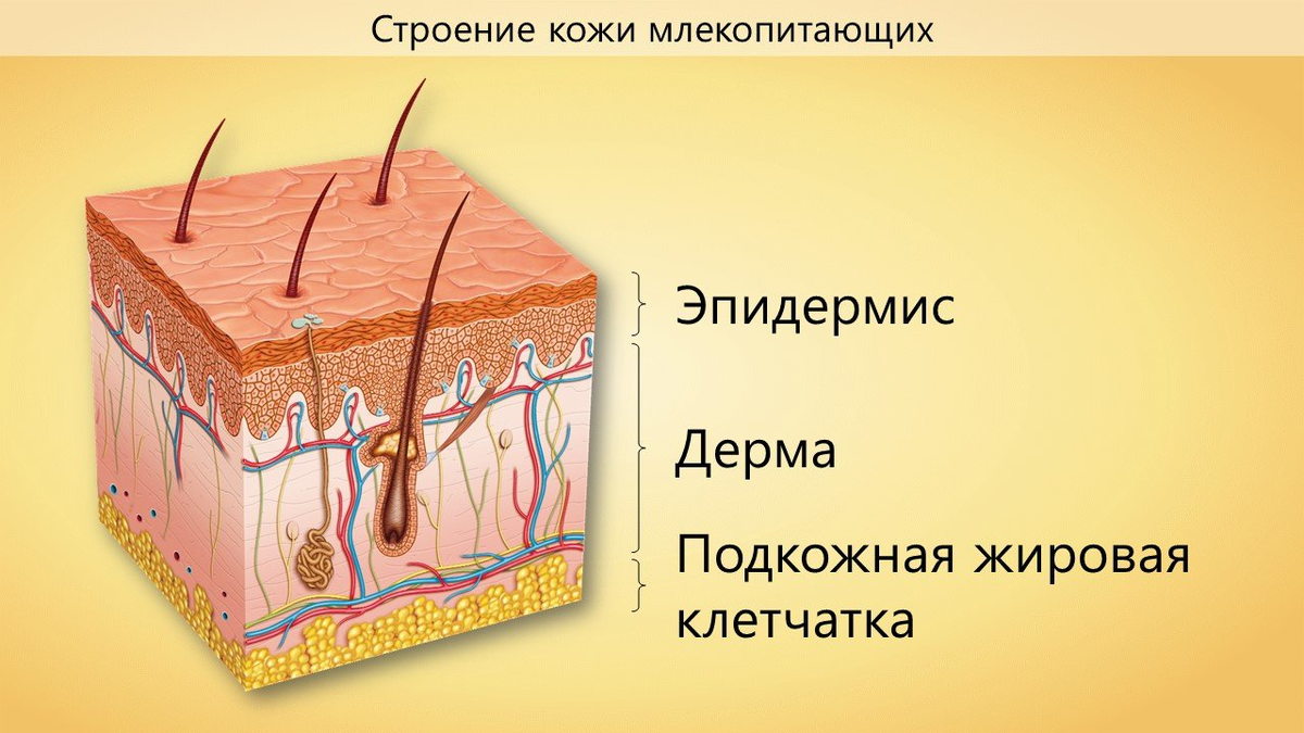 Эпидермис дерма подкожная клетчатка. Строение кожи эпидермис дерма. Строение кожи млекопитающих эпидермис дерма. Строение кожи эпидермис дерма подкожная клетчатка.