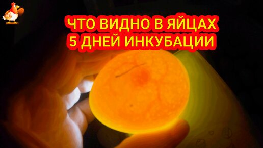 Просвечивание яиц 🥚🔦 Что видно в яйце через 5 дней инкубации ❓Эмбрион-паучёк овоскопируется ❗