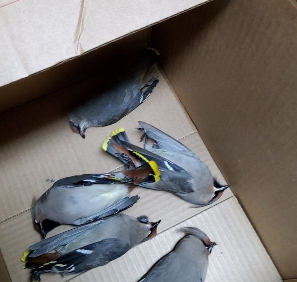 Фото: Паблик «Антибеседка-Костомукша» Михаил Чумаков