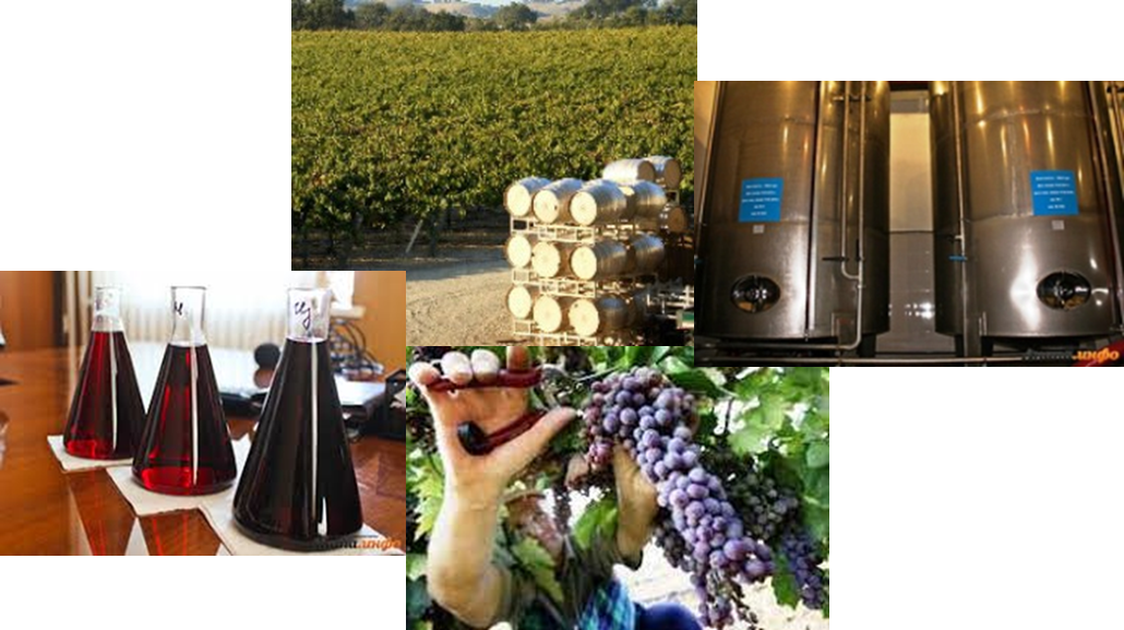 Винзавод Юровский: виноградники, бродильный цех и образцы готовых вин