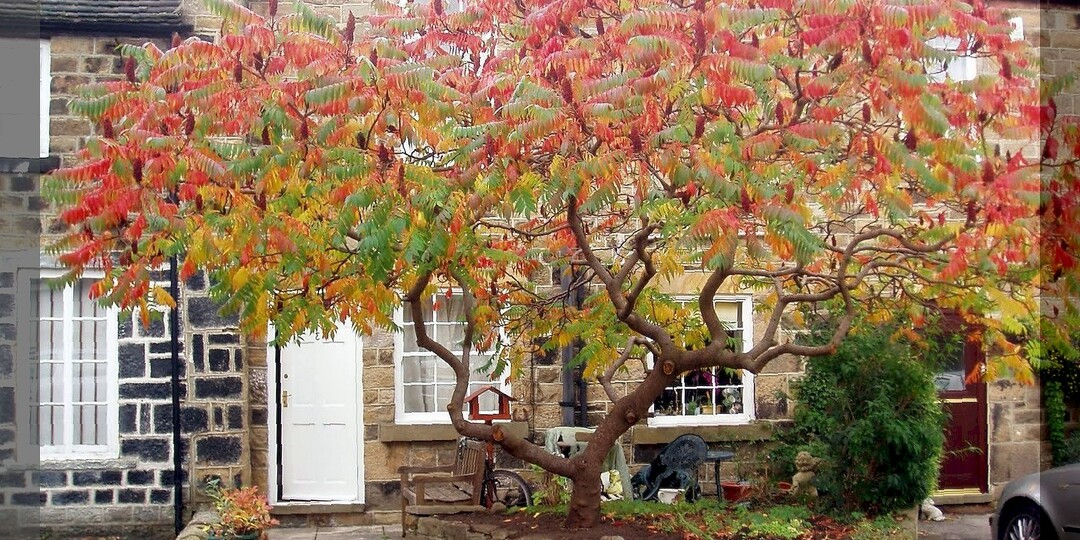 15 деревьев и кустарников которым не место на дачном участке: декоративные растения которые не стоит сажать на дачном участке