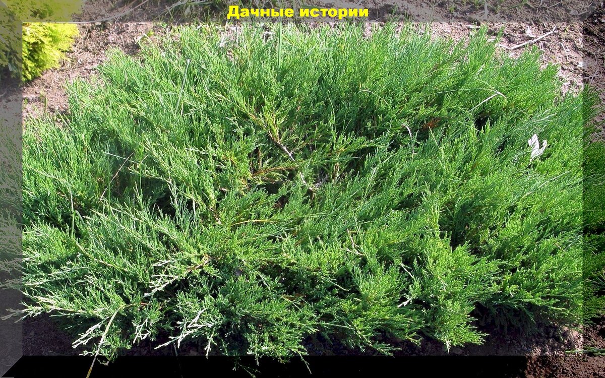 https://vk.com/photo-159774511_457264828. Можжевельник казацкий 
