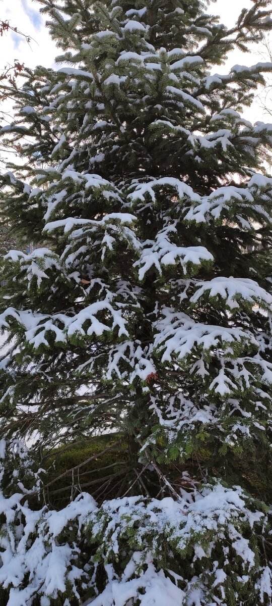 Зимняя сказка в парке Краснодар | Записки путешественницы | Дзен