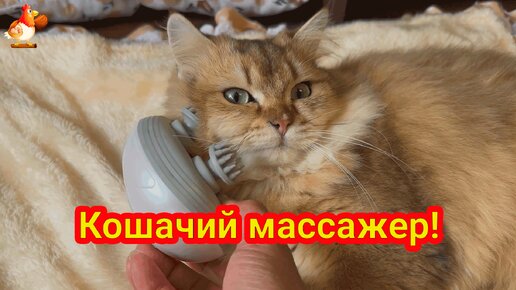 Массажер Кошке понравился 😻 А Кот остался равнодушен 🐈‍⬛ Милые безделушки пушистым Артистам 🎁