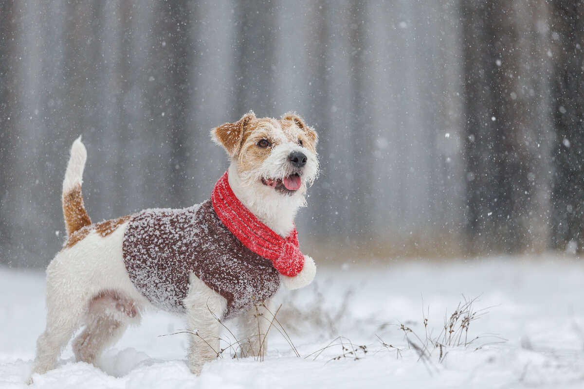 5 проблем со здоровьем у собак зимой | Pet Fabric | Дзен