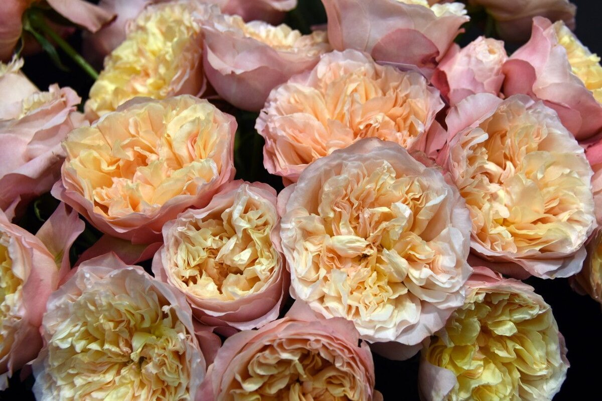 роза дэвида остина эдит. роза беатрис. роза эдит остина. роза edith дэвид остин. Edith роза остина.