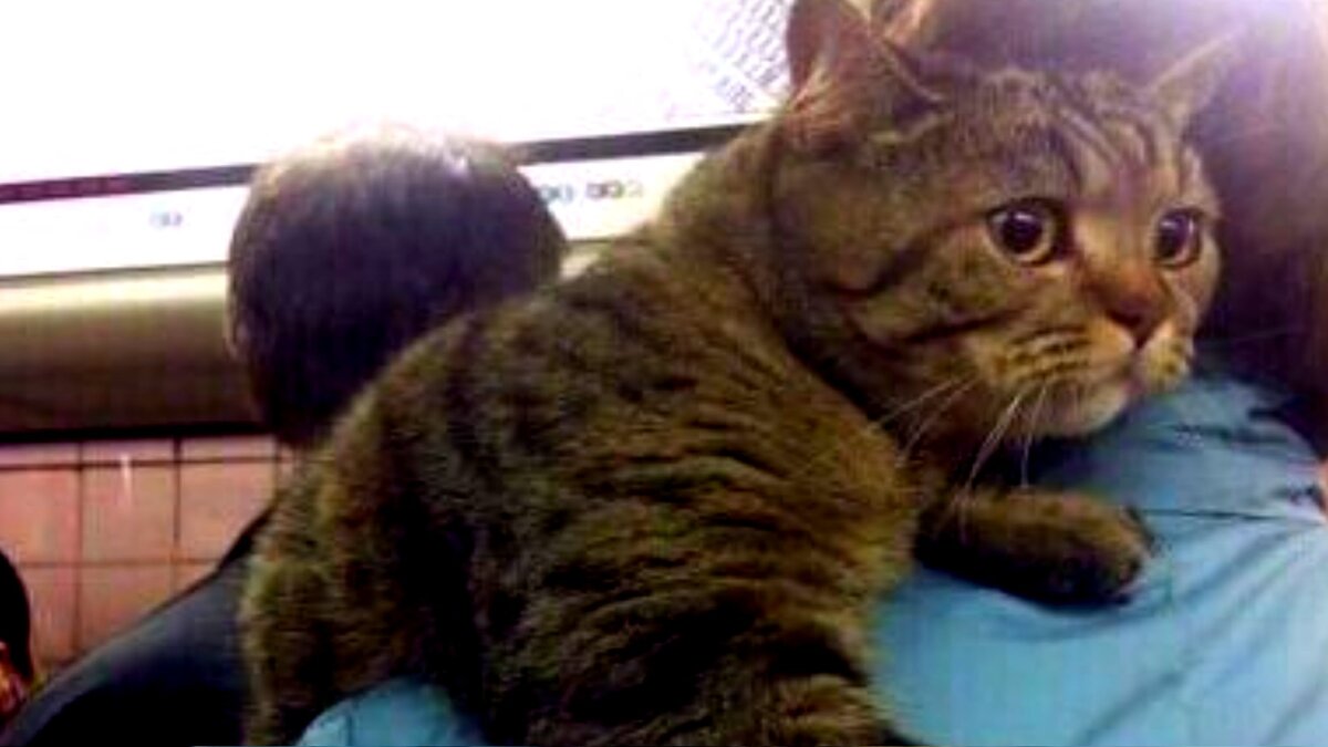 Смелый кот против семи огромных собак: история защиты, которая обогрела сердца [Собаки  Dogs]