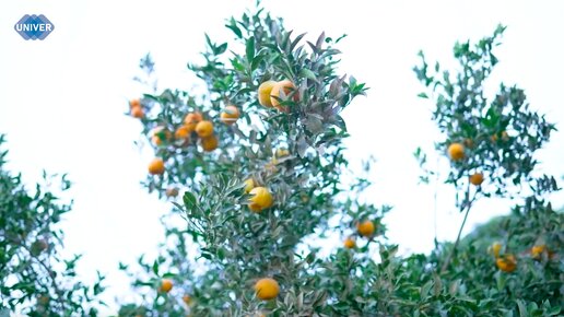 Почему именно мандарины в Новый год: польза и традиции 🍊